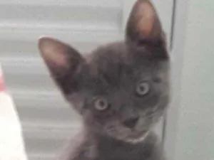 Gato raça SRD idade 2 a 6 meses nome Sam 