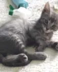 Tom 