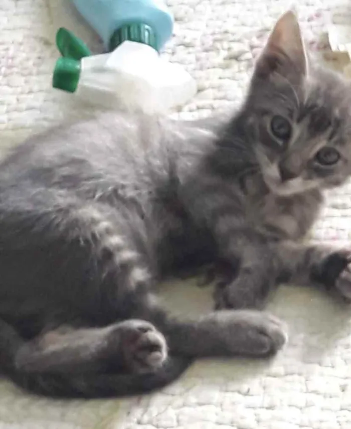 Gato ra a SRD idade 2 a 6 meses nome Tom 