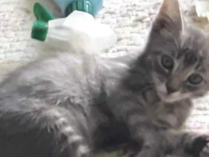 Gato raça SRD idade 2 a 6 meses nome Tom 