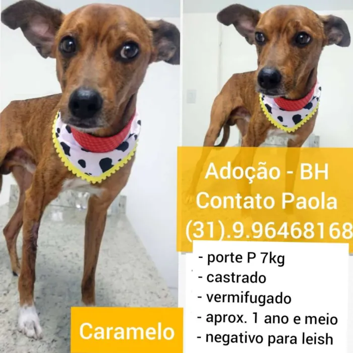 Cachorro raça SRD-ViraLata idade 1 ano nome CARAMELO