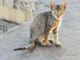 Tobby