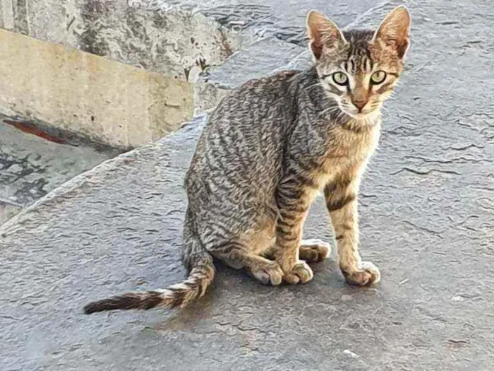 Gato ra a SRD idade 2 a 6 meses nome Tobby