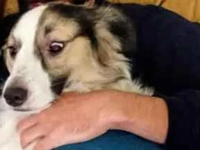 Cachorro raça SRD-ViraLata idade 1 ano nome Nero