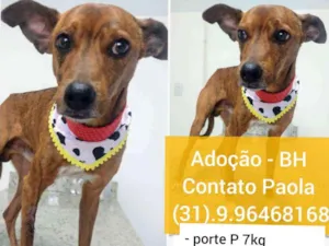 Cachorro raça SRD-ViraLata idade 1 ano nome CARAMELO