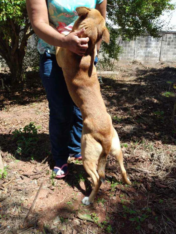 Cachorro ra a Comum idade 5 anos nome Pandora