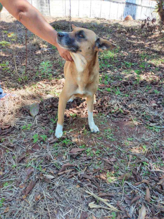 Cachorro ra a Comum idade 5 anos nome Pandora