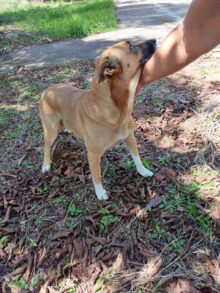 Cachorro ra a Comum idade 5 anos nome Pandora