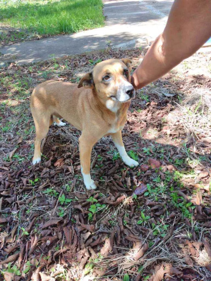 Cachorro ra a Comum idade 5 anos nome Pandora