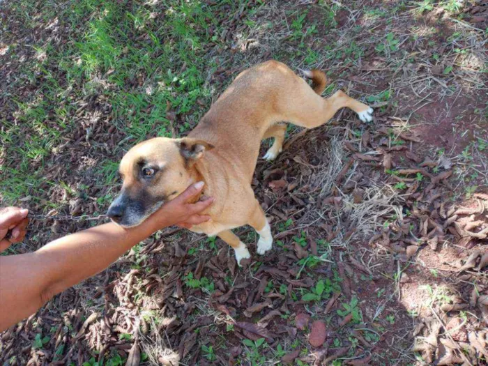 Cachorro ra a Comum idade 5 anos nome Pandora