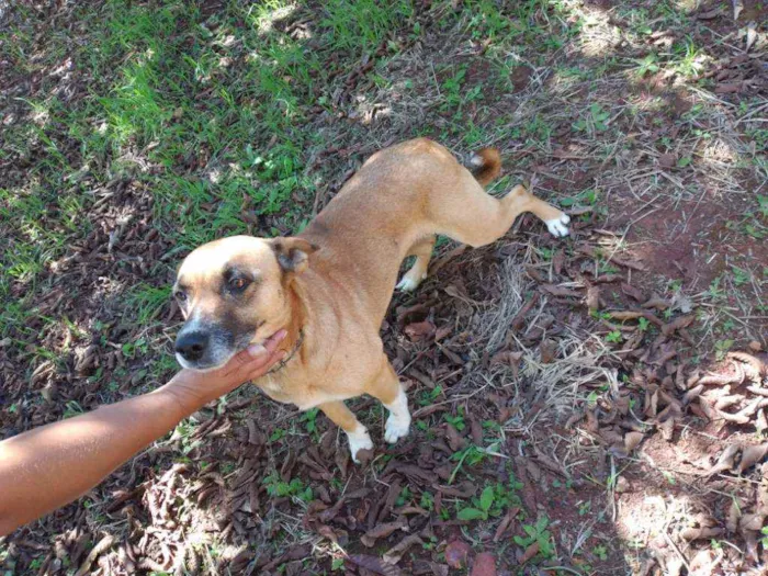 Cachorro ra a Comum idade 5 anos nome Pandora