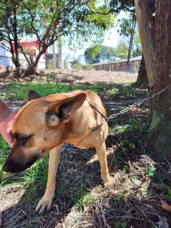 Cachorro ra a Comum idade 5 anos nome Belinha