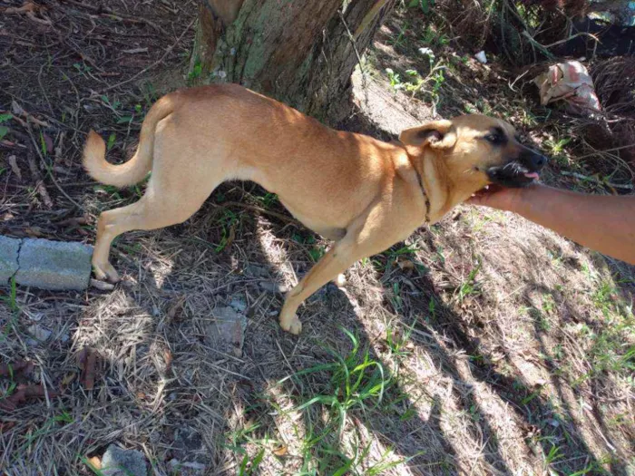 Cachorro ra a Comum idade 5 anos nome Belinha