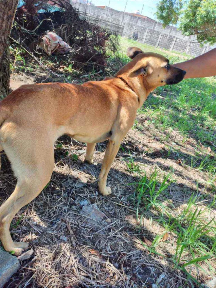 Cachorro ra a Comum idade 5 anos nome Belinha