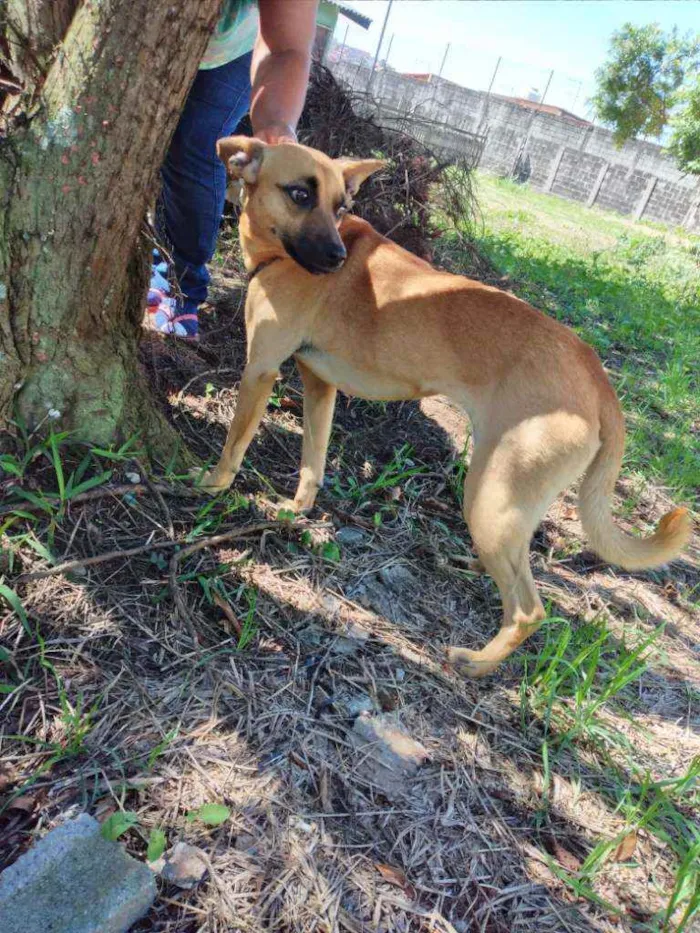 Cachorro ra a Comum idade 5 anos nome Belinha