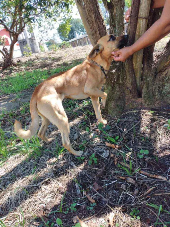 Cachorro ra a Comum idade 5 anos nome Belinha