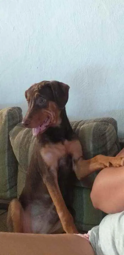 Cachorro ra a SRD idade 2 a 6 meses nome Cachorrinha