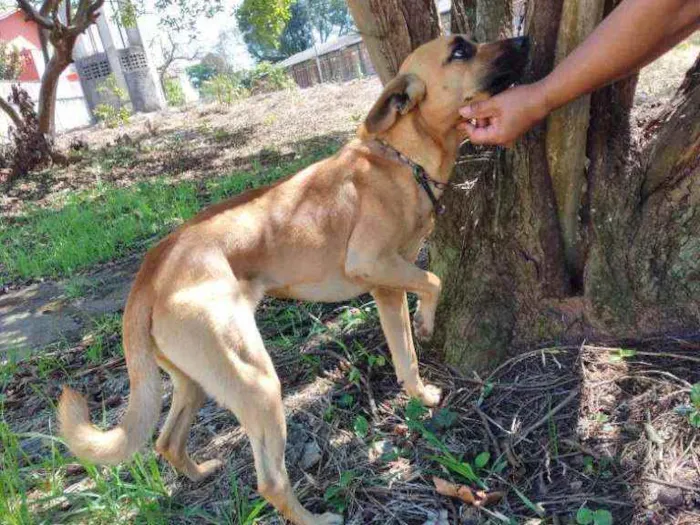 Cachorro ra a Comum idade 5 anos nome Belinha