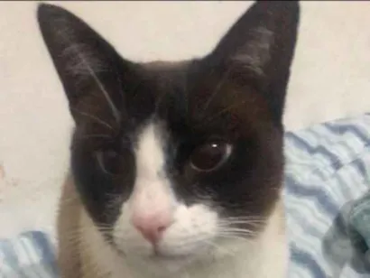 Gato raça Vira lata idade 2 anos nome Lua