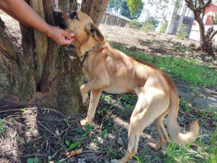 Cachorro ra a Comum idade 5 anos nome Belinha