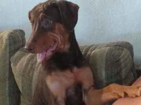 Cachorro ra a SRD idade 2 a 6 meses nome Cachorrinha