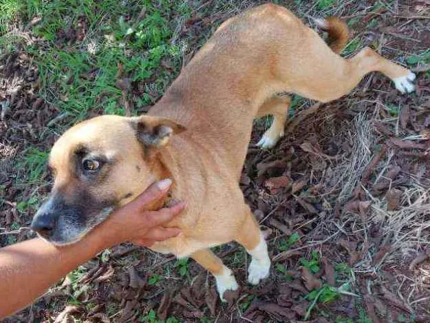 Cachorro ra a Comum idade 5 anos nome Pandora