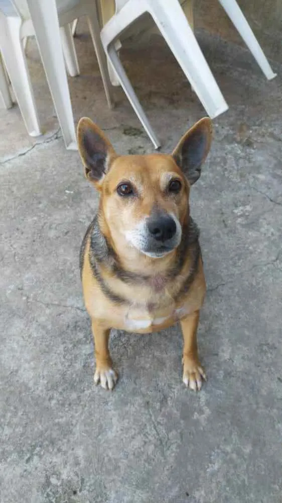 Cachorro ra a Vira-lata idade 5 anos nome Lily