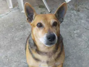 Cachorro raça Vira-lata idade 5 anos nome Lily