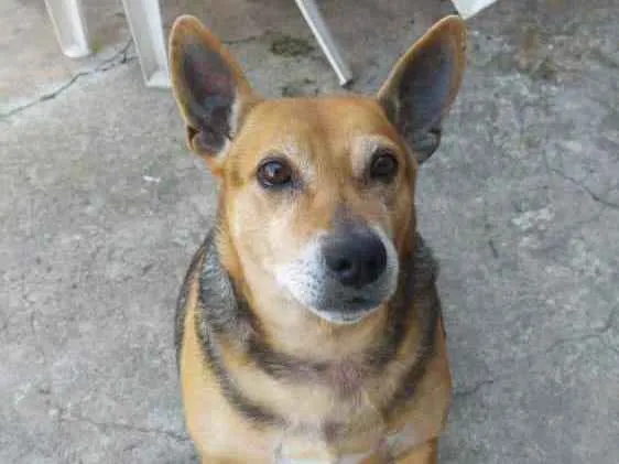 Cachorro ra a Vira-lata idade 5 anos nome Lily