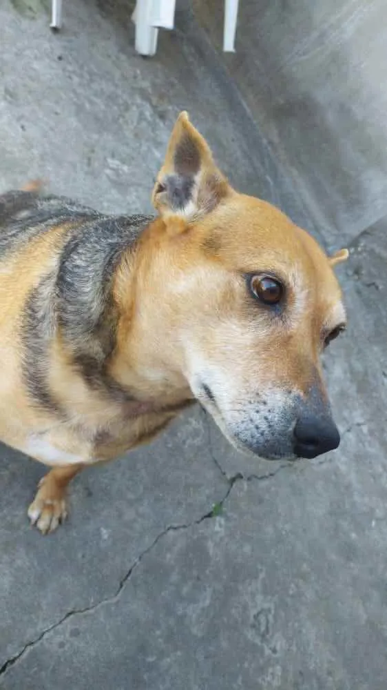 Cachorro ra a Vira-lata idade 5 anos nome Lily