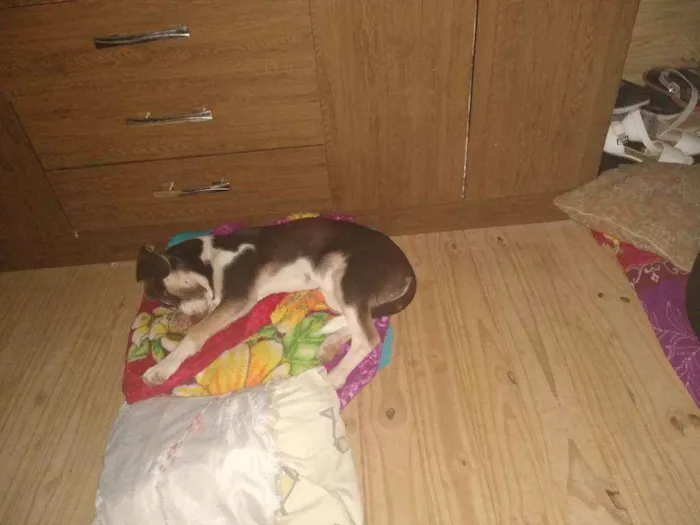Cachorro ra a SRD idade 2 a 6 meses nome Maya