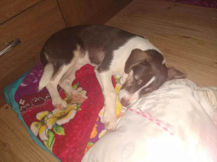 Cachorro ra a SRD idade 2 a 6 meses nome Maya