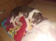 Maya