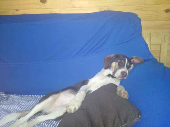 Cachorro ra a SRD idade 2 a 6 meses nome Maya