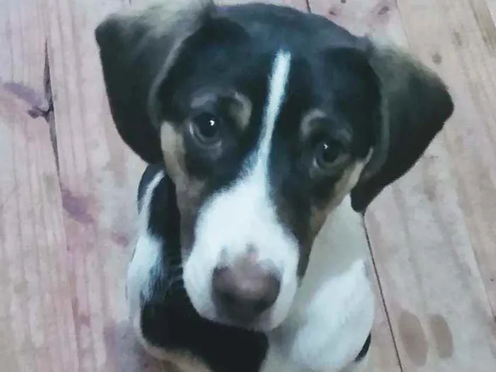 Cachorro ra a SRD idade 2 a 6 meses nome Maya
