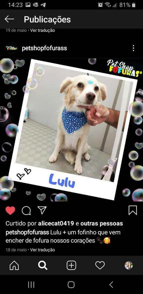 Cachorro ra a Srd idade 6 ou mais anos nome Lulu