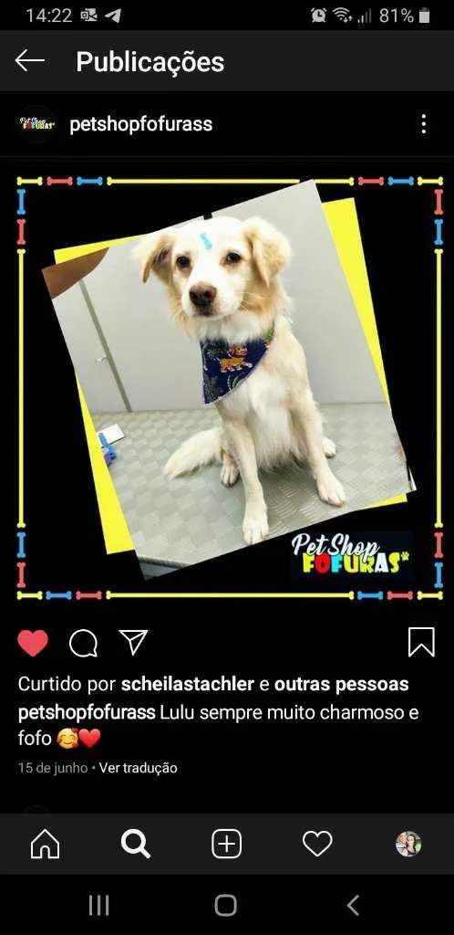 Cachorro ra a Srd idade 6 ou mais anos nome Lulu