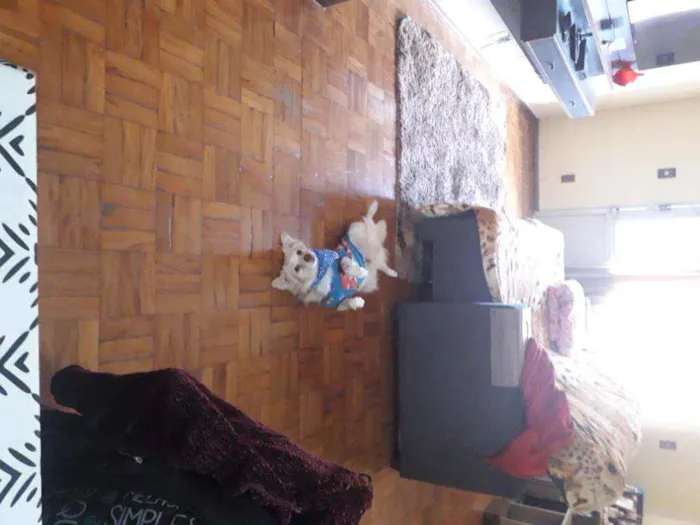 Cachorro ra a Srd idade 6 ou mais anos nome Lulu