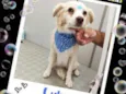 Lulu