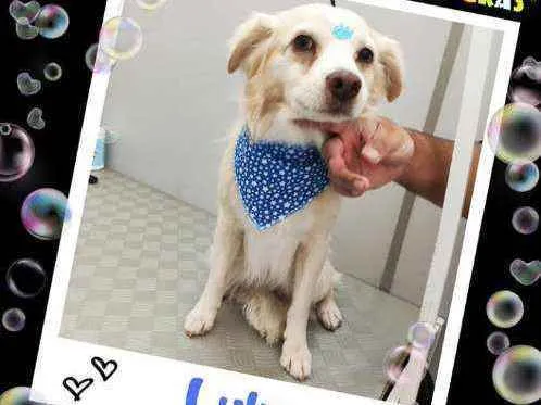 Cachorro ra a Srd idade 6 ou mais anos nome Lulu