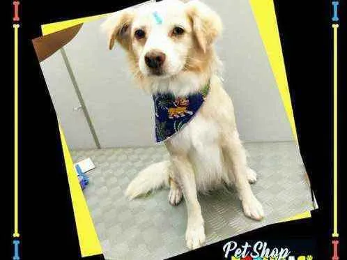 Cachorro ra a Srd idade 6 ou mais anos nome Lulu