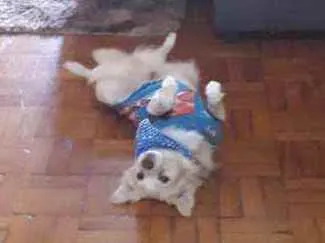 Cachorro ra a Srd idade 6 ou mais anos nome Lulu