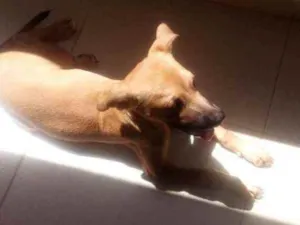 Cachorro raça Pinscher com vira lata idade 7 a 11 meses nome Bolinha