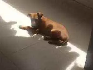 Cachorro raça Pinscher com vira lata idade 7 a 11 meses nome Bolinha