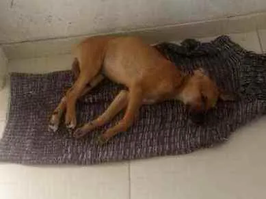 Cachorro raça Pinscher com vira lata idade 7 a 11 meses nome Bolinha
