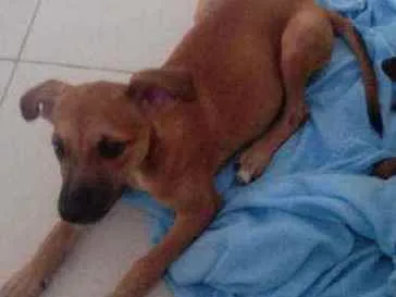 Cachorro raça Pinscher com vira lata idade 7 a 11 meses nome Bolinha