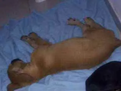 Cachorro raça Pinscher com vira lata idade 7 a 11 meses nome Bolinha