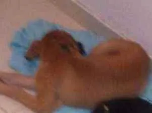 Cachorro raça Pinscher com vira lata idade 7 a 11 meses nome Bolinha