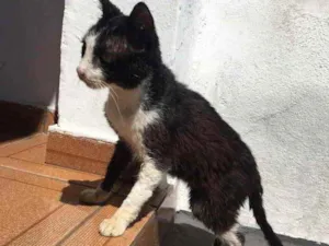 Gato raça Sem raça idade 5 anos nome Vida