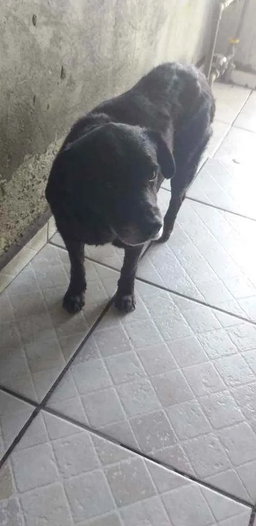 Cachorro ra a Vira-Lata idade 5 anos nome Jake